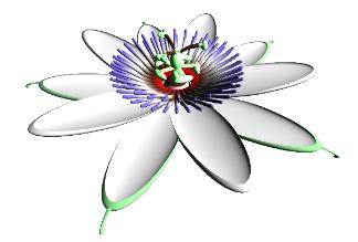Passion flower 3