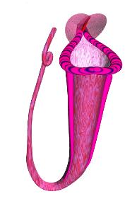 Pitcher model