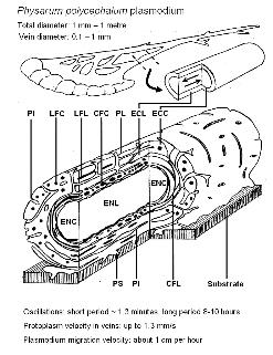 plasmodium structure