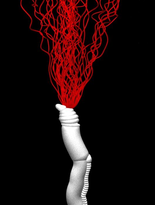Pogonophora