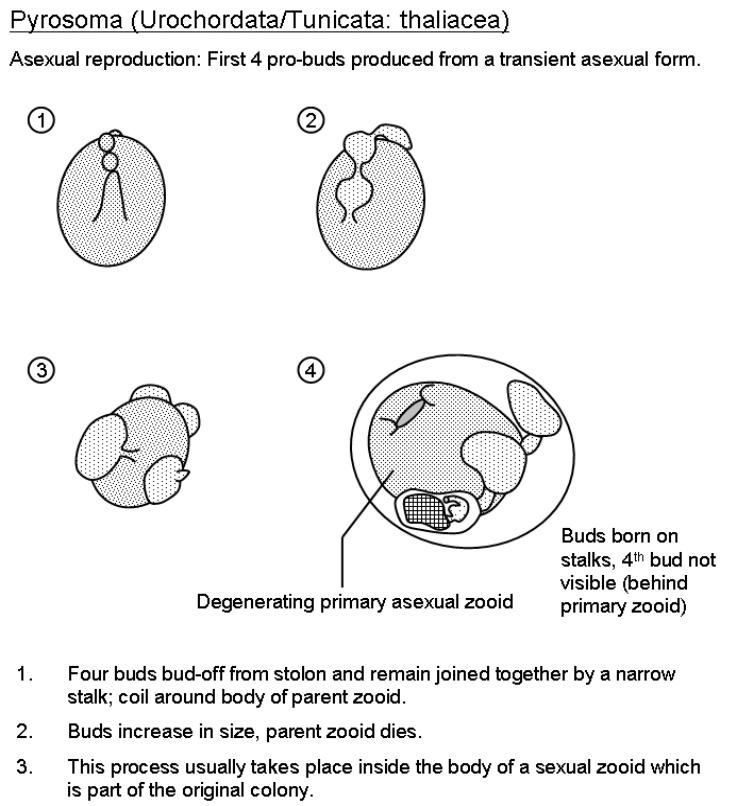 Pyrosoma asexual cycle