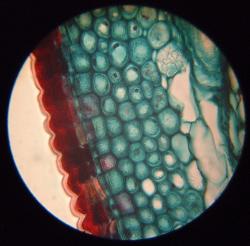 Section through Tilia bark
