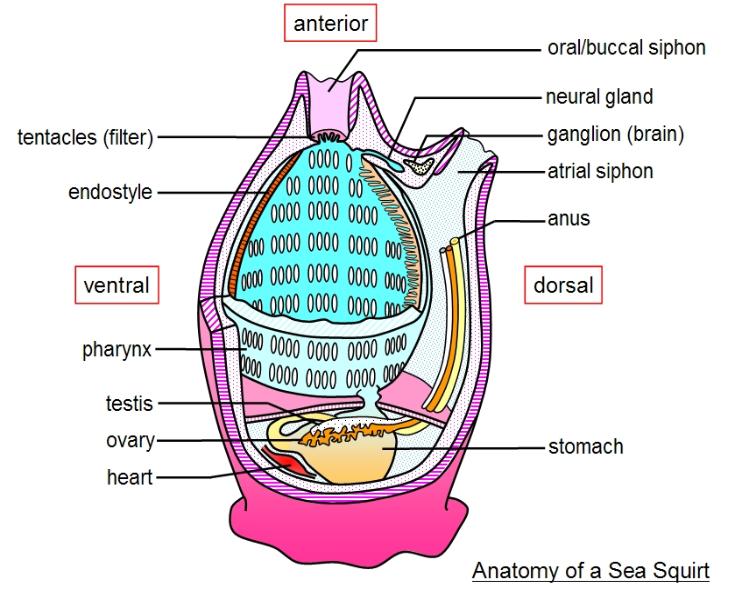 Sea Squirt anatomy