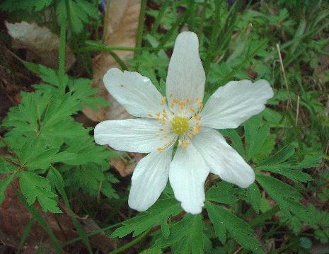wood anemone 1