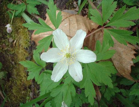 wood anemone 2