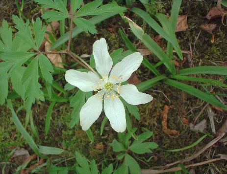wood anemone 3