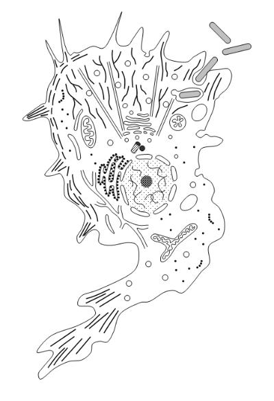 animal cell diagram unlabelled