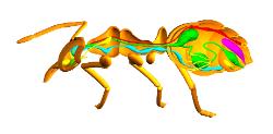 ant cutaway model v2