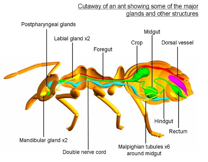 ant cutaway