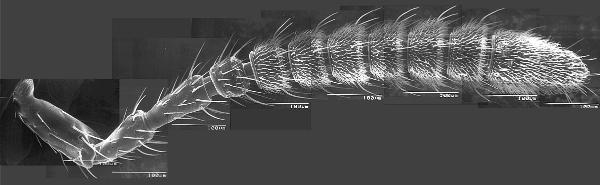Detailed SEM of Aleochara insect antenna