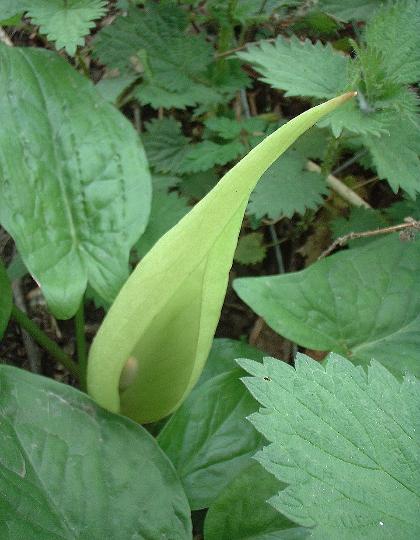 arum