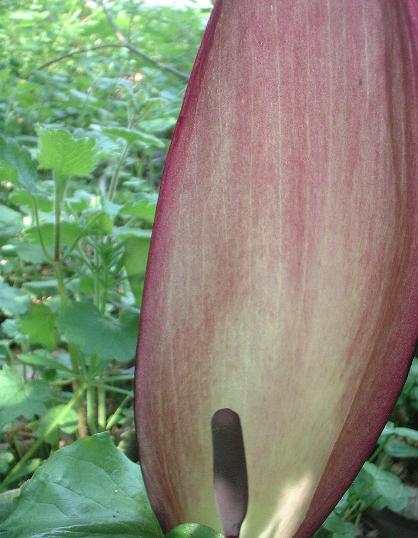 arum spathe