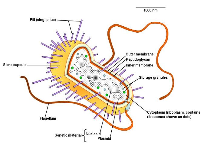 Gram negative bacterial cell