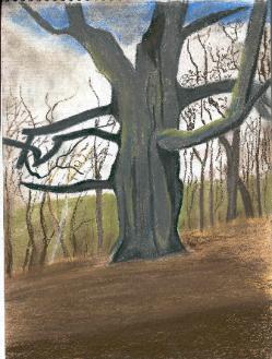 beech tree - pastels