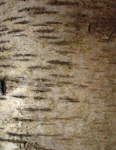 birch bark