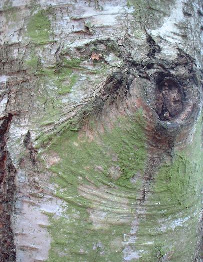 birch bark