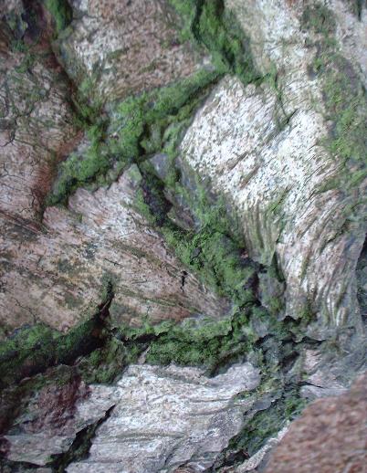 birch bark