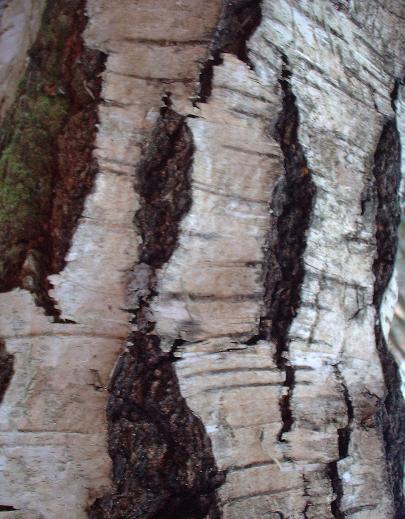 birch bark
