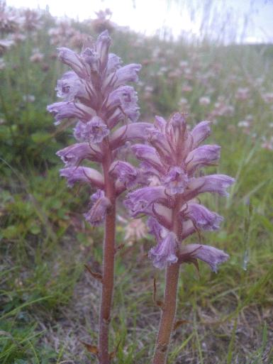 Lesser broomrape (Orobanche minor)
