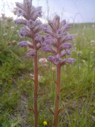 Lesser broomrape (Orobanche minor)