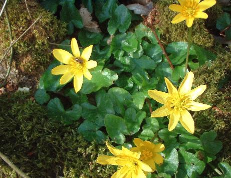 celandine