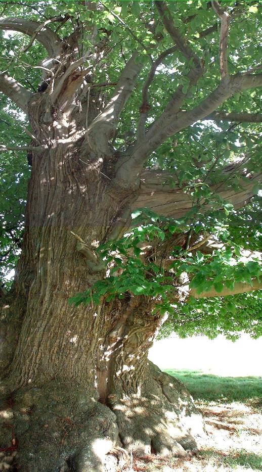 chestnut tree montage