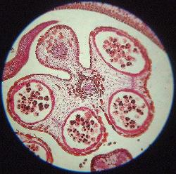 Chrysanthemum stamen