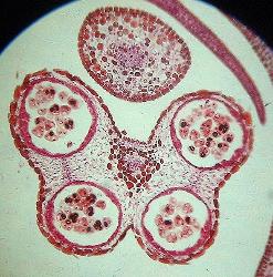 Chrysanthemum stamen
