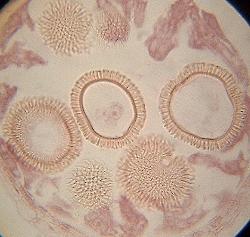 Chrsanthemum pollen in section