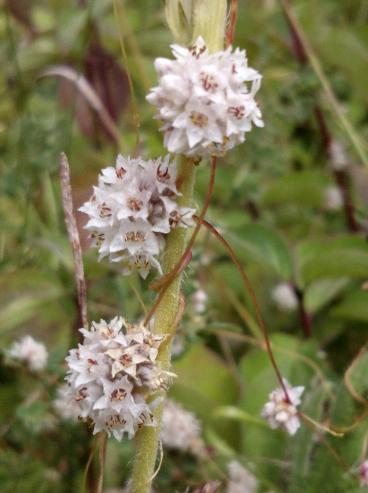 Dodder, Cuscuta epithymum