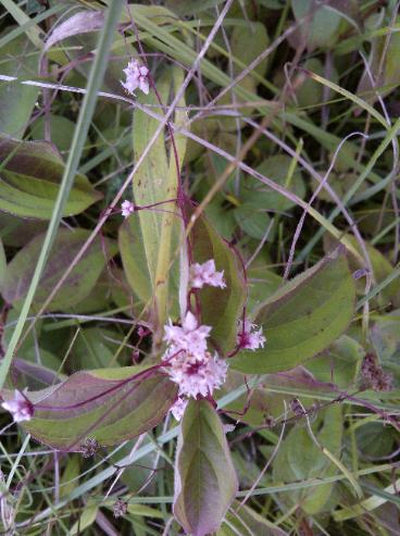 Dodder, Cuscuta epithymum