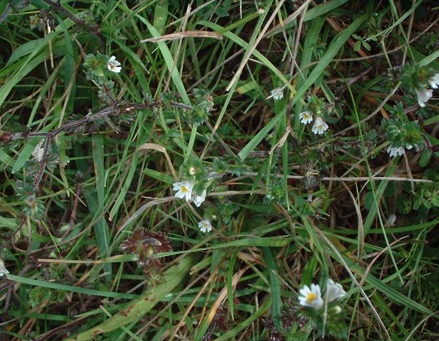 Eyebright, Euphrasia