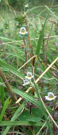 Eyebright, Euphrasia