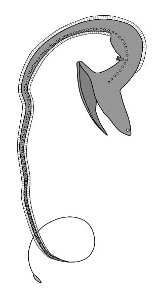 Eurypharynx