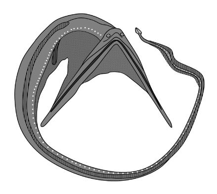 Eurypharynx - mouth closed