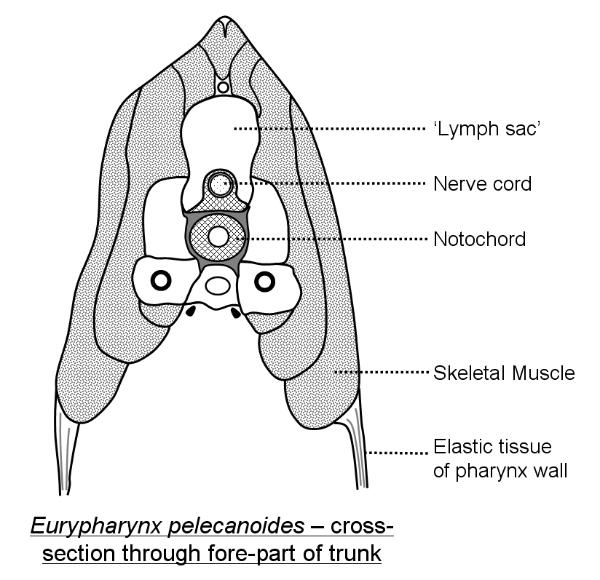 Eurypharynx cross-section