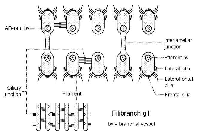 filibranch gill