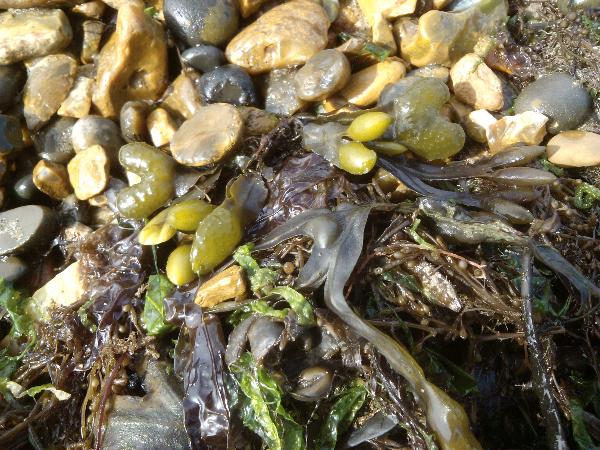 seaweeds on shingle