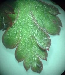 Herb Robert leaf trichomes