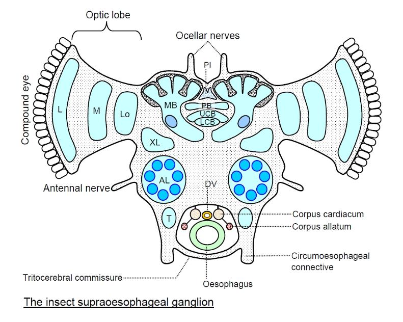 diagram of section through insect brain