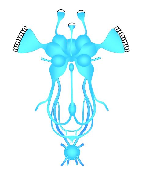 diagram of insect brain