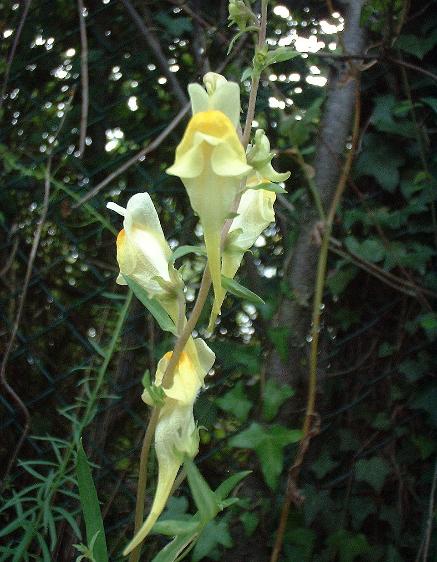 Linaria vulgaris