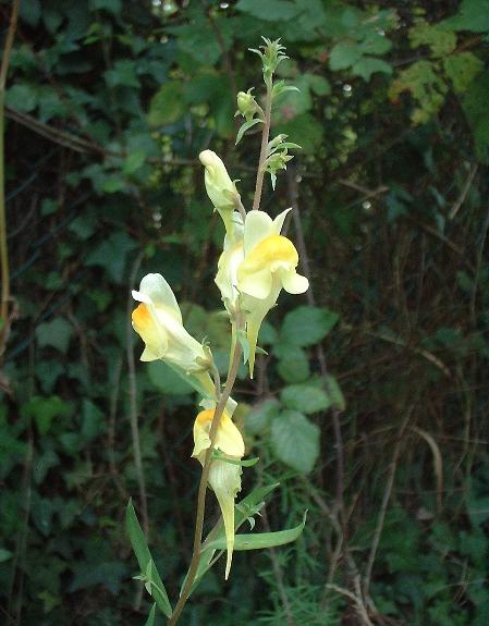 Linaria vulgaris