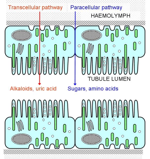 transport pathways