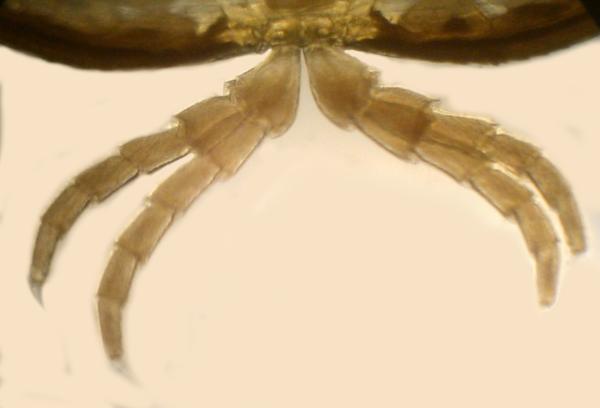 diplosegment showing the two pairs of legs