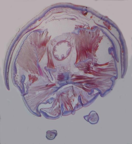 millipede - transverse section