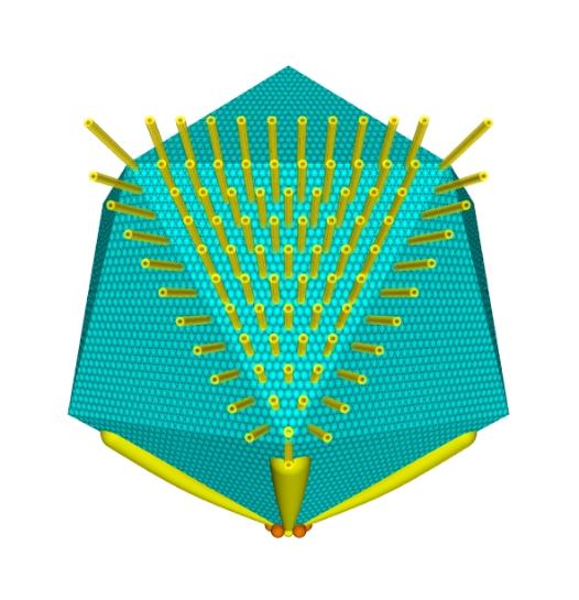 Mimivirus