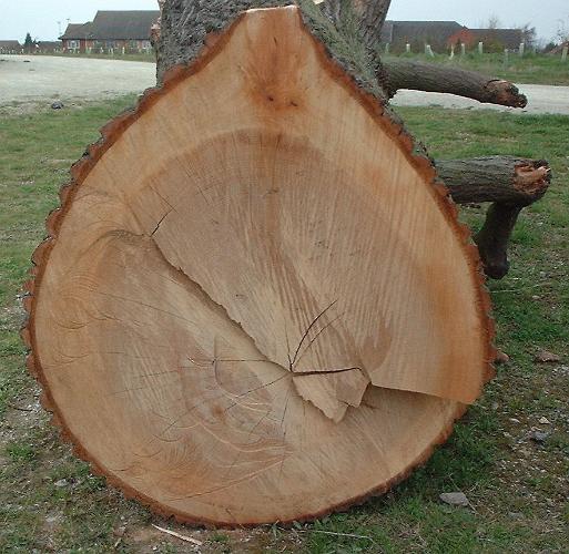 Cut surface of an oak log