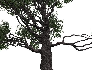 Pov-Ray oak model close-up without fog