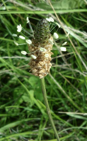 Ribwort Plantain